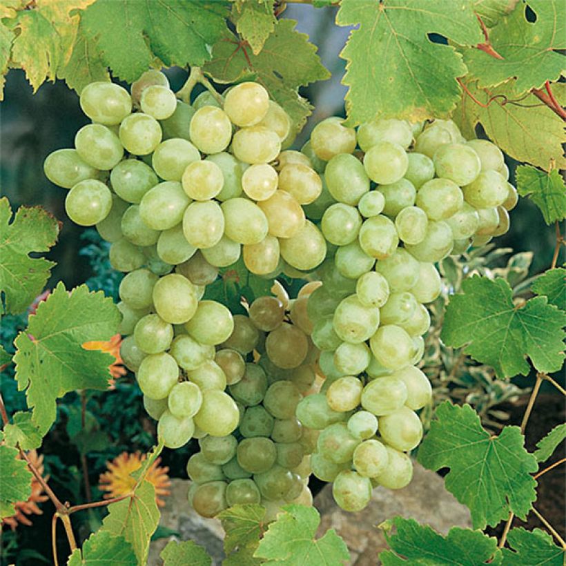 Vigne Italia (Récolte)