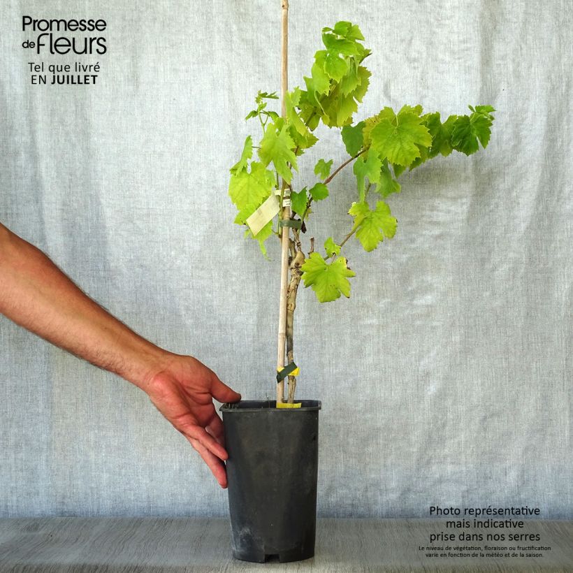 Spécimen de Vigne Italia Pot de 1,5L/2L tel que livré en été