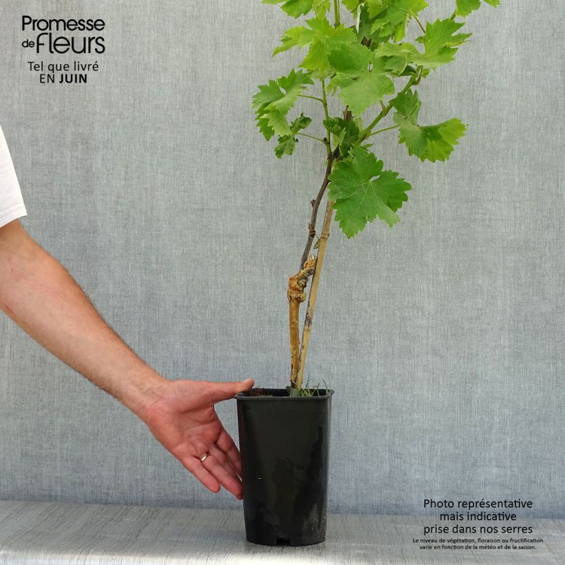 Spécimen de Vigne Italia Pot de 1.5L/2L tel que livré au printemps