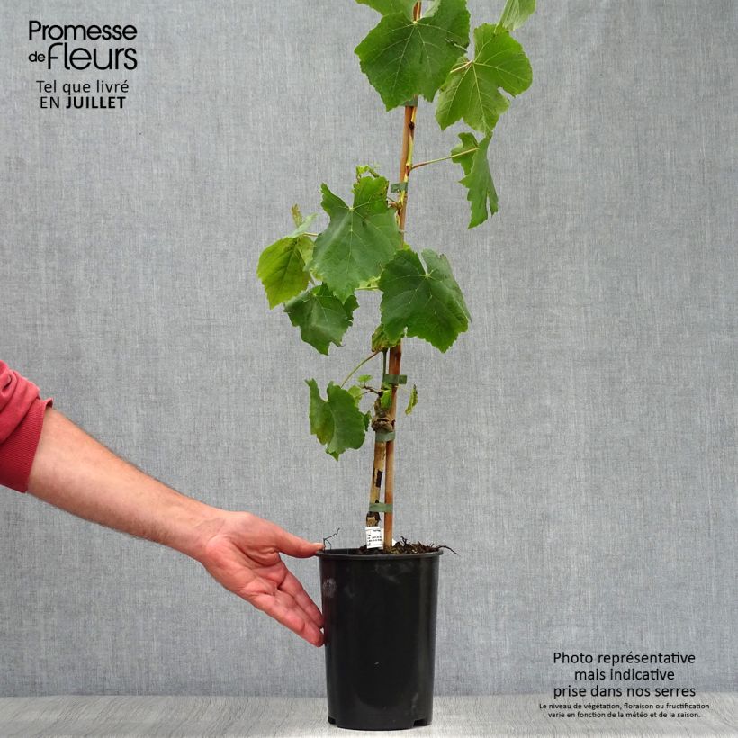 Spécimen de Vigne Lakemont Pot de 2L/3L tel que livré en été