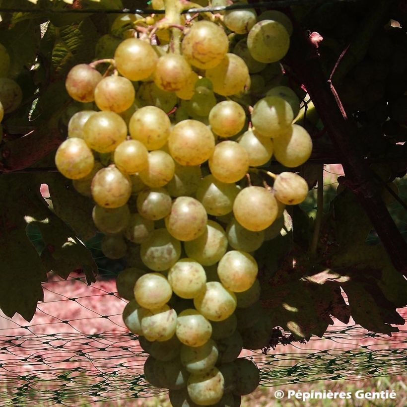 Vigne Madeleine Royale (Madeleine Impériale) (Récolte)