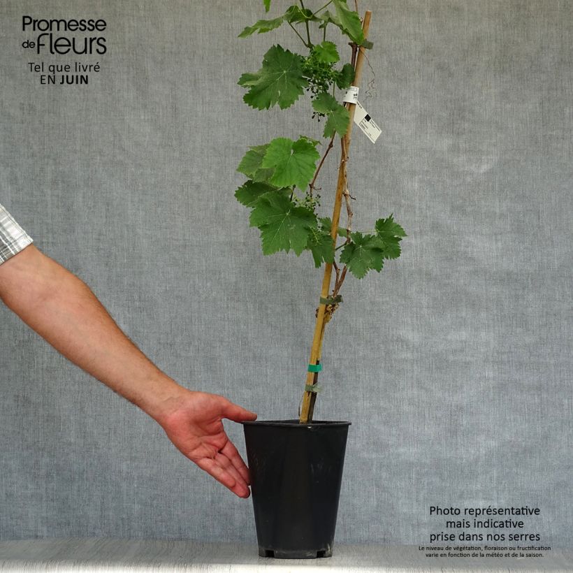 Spécimen de Vigne Madeleine Royale (Madeleine Impériale) Pot de 2L/3L tel que livré en été