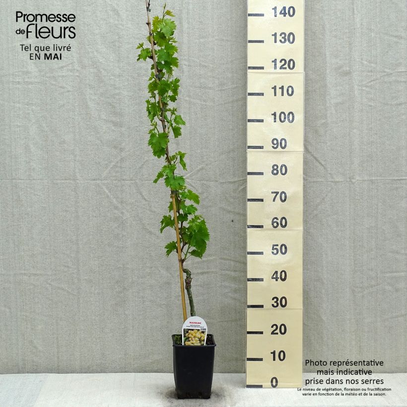 Spécimen de Vigne Matilde Pot de 3L./4L. tel que livré au printemps