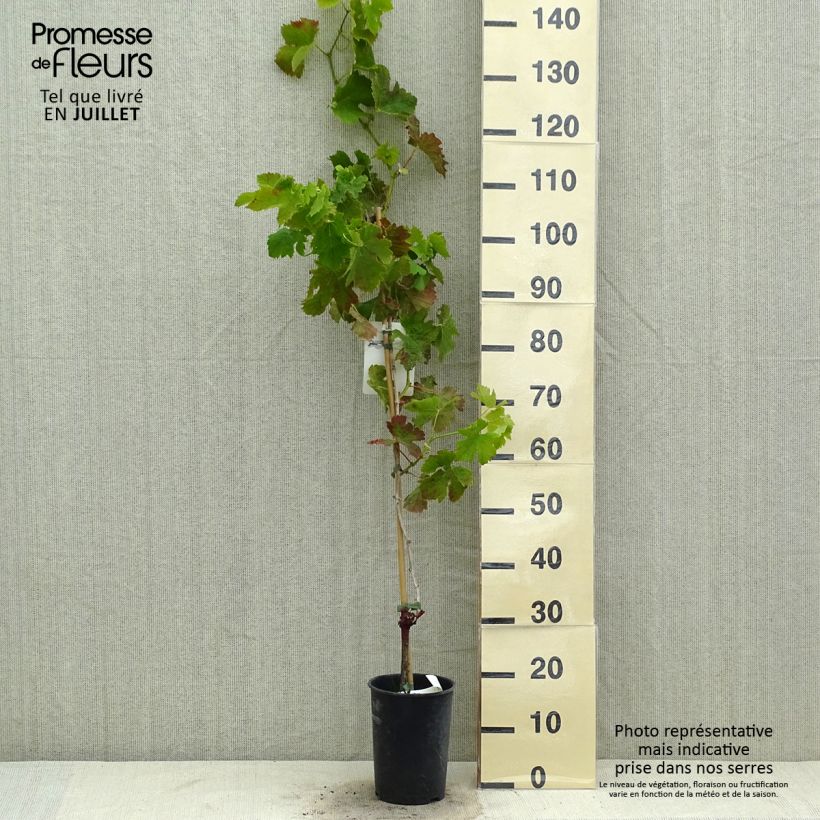 Spécimen de Vigne Merlot Pot de 2L/3L tel que livré en été
