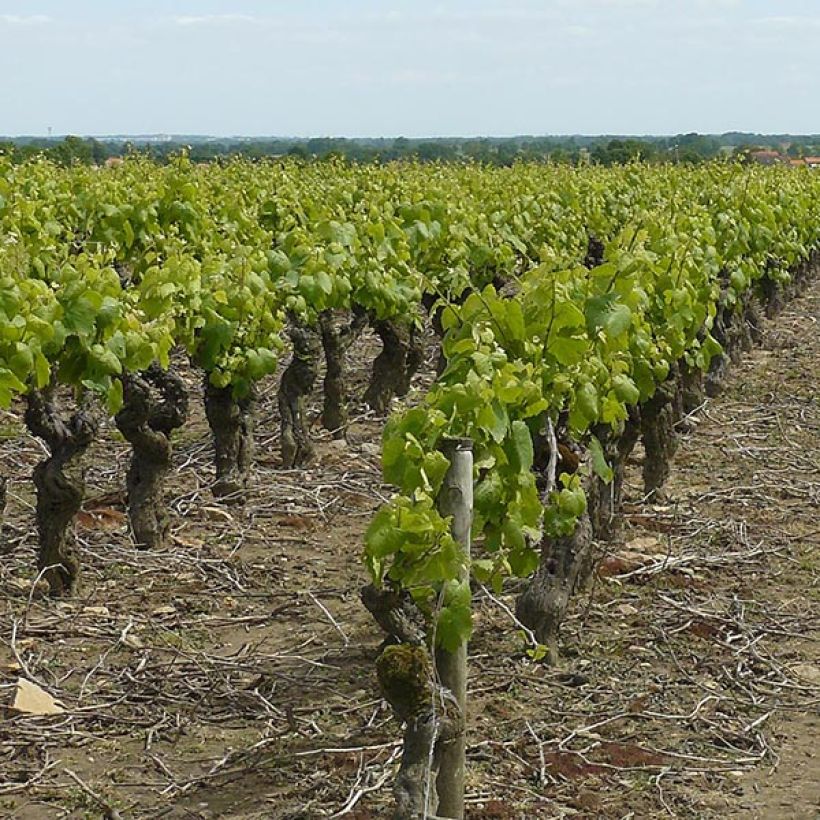 Vigne Muscat d'Alexandrie (Port)