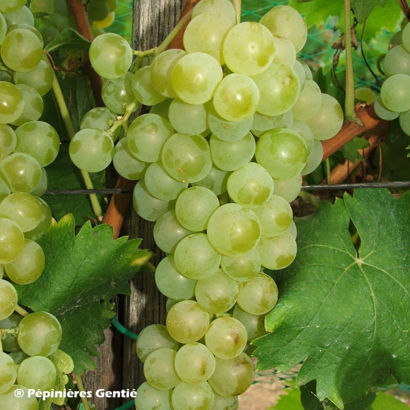 Vigne Muscat Petits grains (Récolte)