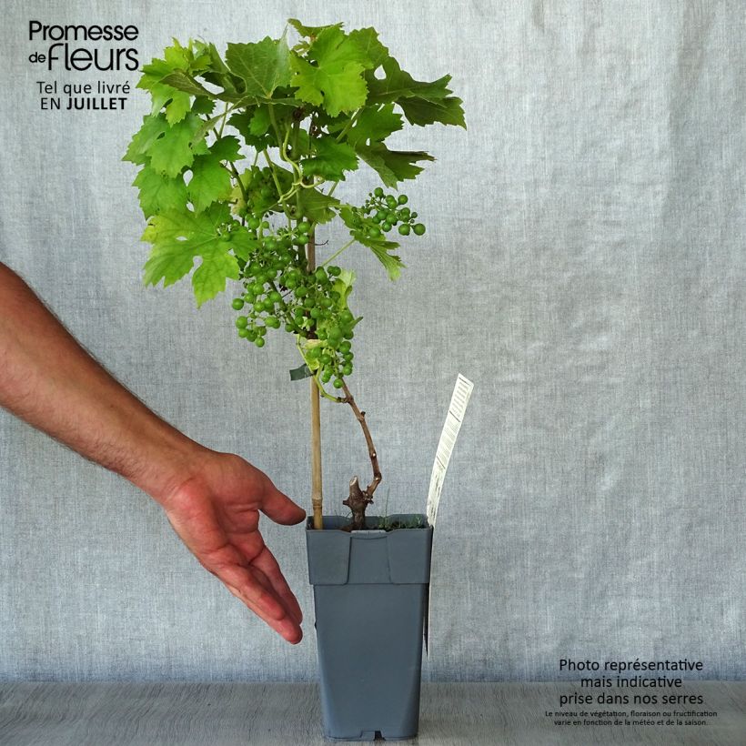 Spécimen de Vigne Muscat champion Pot de 2L/3L tel que livré en été