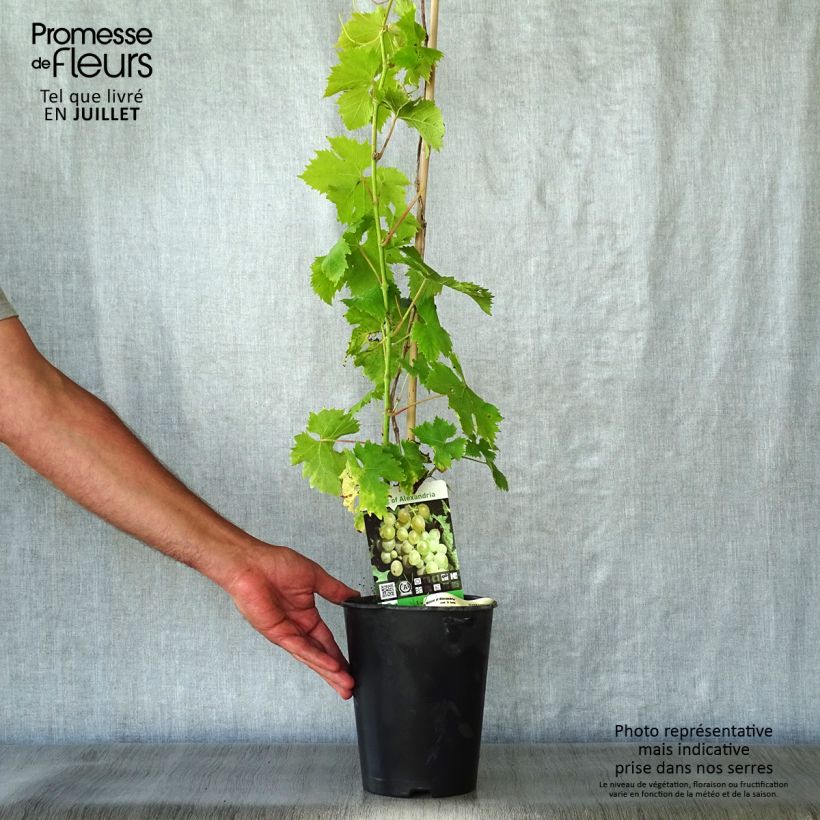 Spécimen de Vigne Muscat d'Alexandrie Pot de 2L/3L tel que livré en été