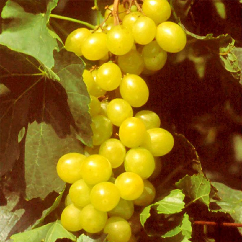 Vigne Muscat d'Alexandrie (Récolte)