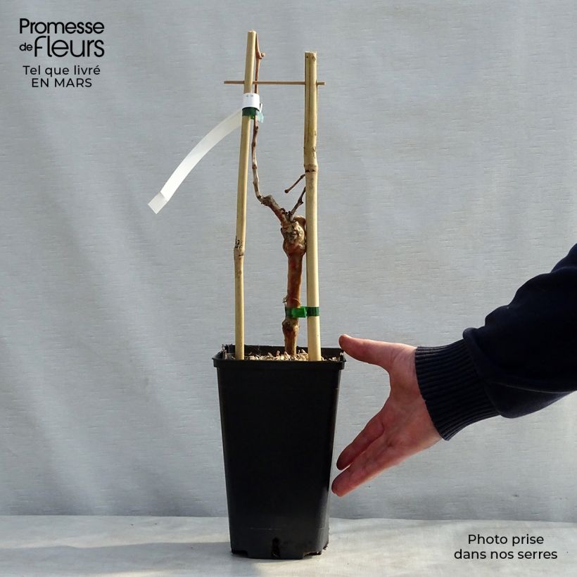 Spécimen de Vigne Muscat de Hambourg - Pot de 1.5L/2L tel que livré au printemps