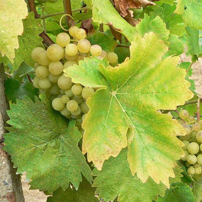 Vigne Perle de Csaba (Récolte)