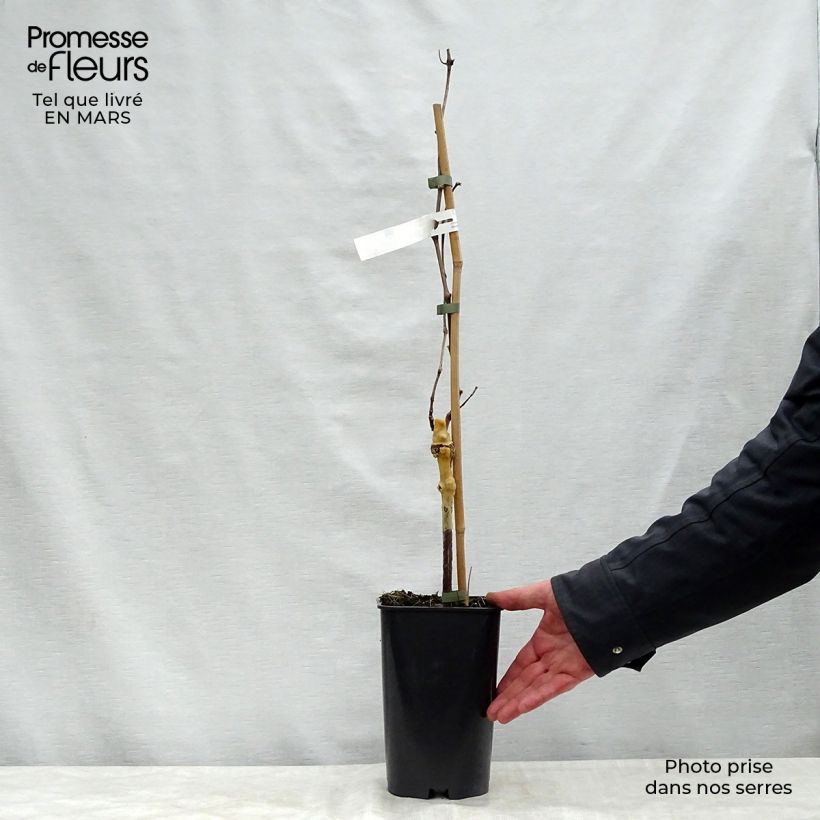 Spécimen de Vigne Perlette Pot de 2L/3L tel que livré au printemps