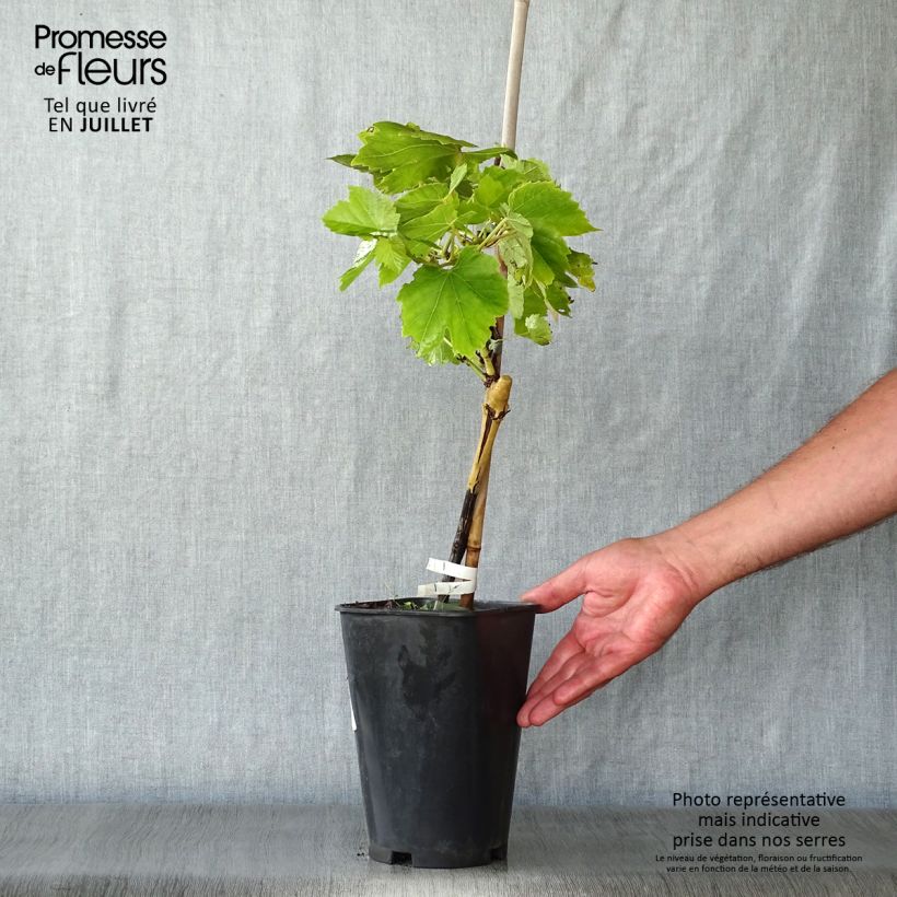Spécimen de Vigne Perlette Pot de 2L/3L tel que livré en été