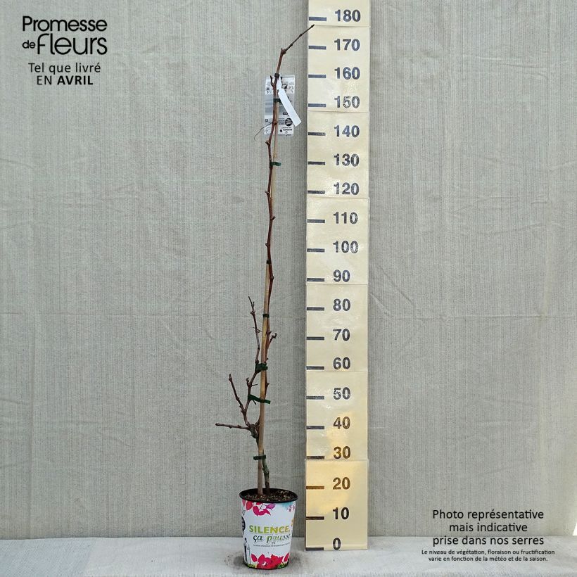 Spécimen de Vigne Philipp Pot de 4L/5L tel que livré au printemps