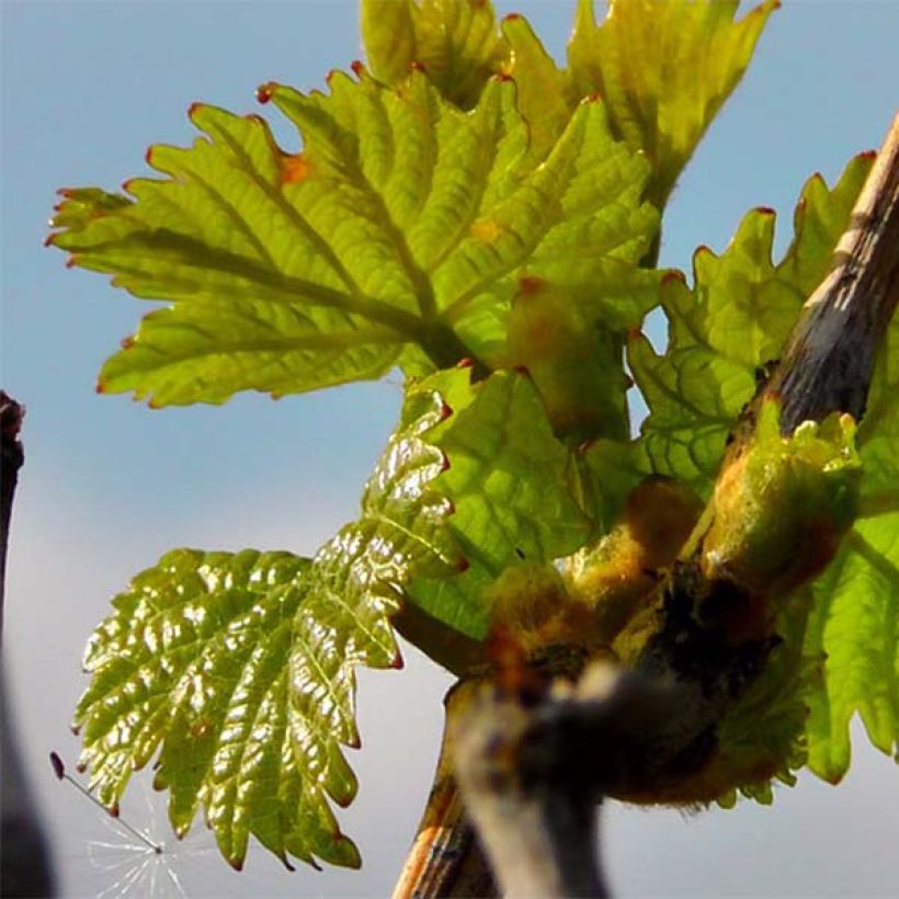 Vigne Pinot Noir (Feuillage)