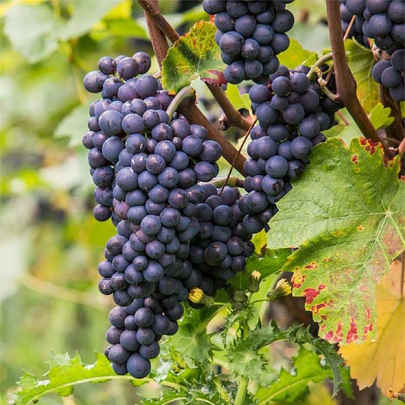 Vigne Pinot Noir (Récolte)