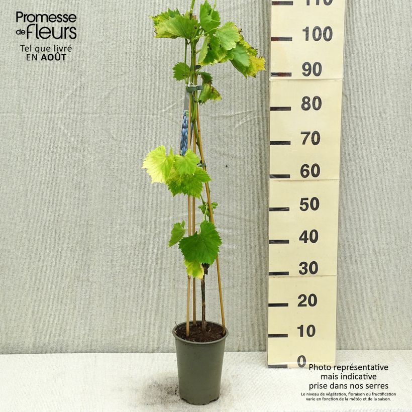Example of Vigne Regent - Vitis vinifera as you get in ete