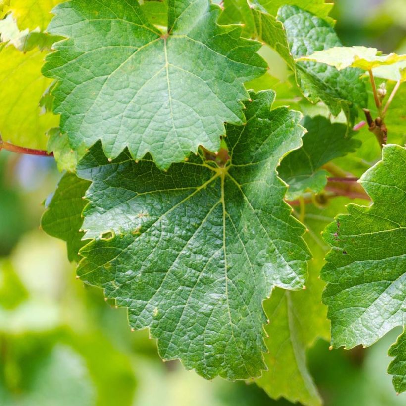 Vigne Riesling - Vitis vinifera (Feuillage)