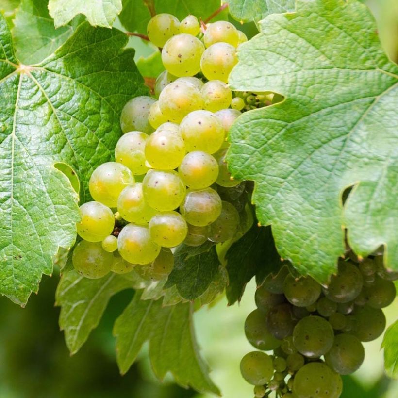 Vigne Riesling - Vitis vinifera (Récolte)
