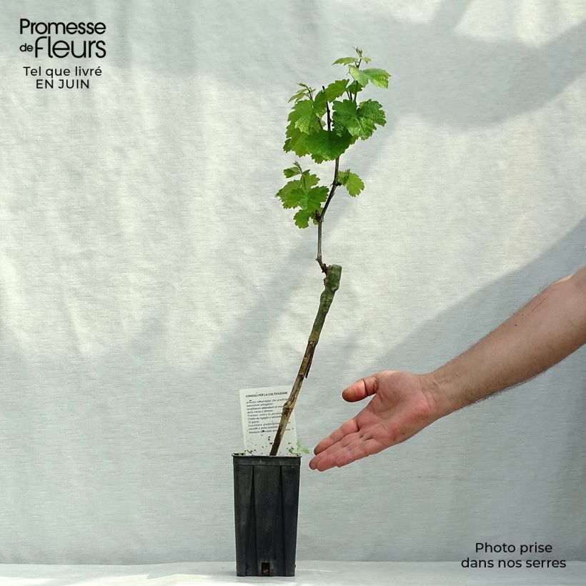 Spécimen de Vigne Riesling - Vitis vinifera Pot de 1,5L/2L, Tuteur tel que livré en été