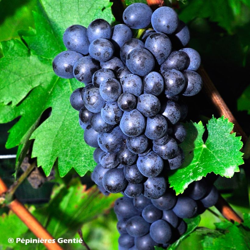 Vigne de table Roi des Précoces (Récolte)