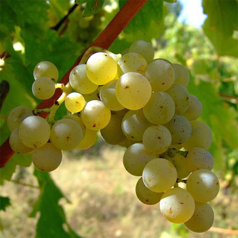 Vigne Sauvignon Blanc (Récolte)