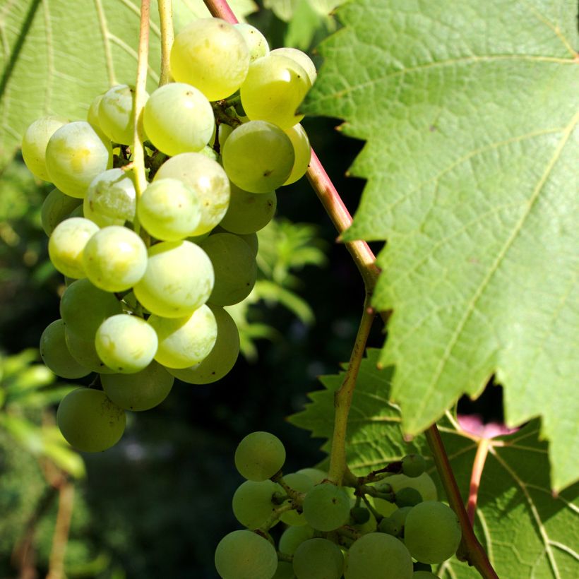 Vigne - Vitis Phoenix (Récolte)