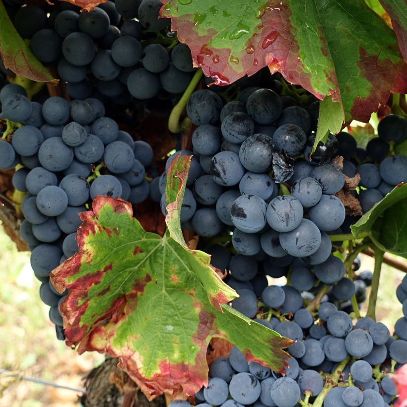 Vigne Alphonse Lavallée - Vitis vinifera  (Récolte)