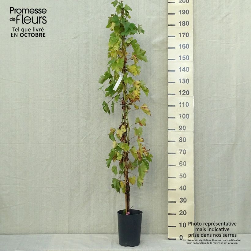 Spécimen de Vigne - Vitis vinifera Argentina Pot de 4L/5L tel que livré en automne