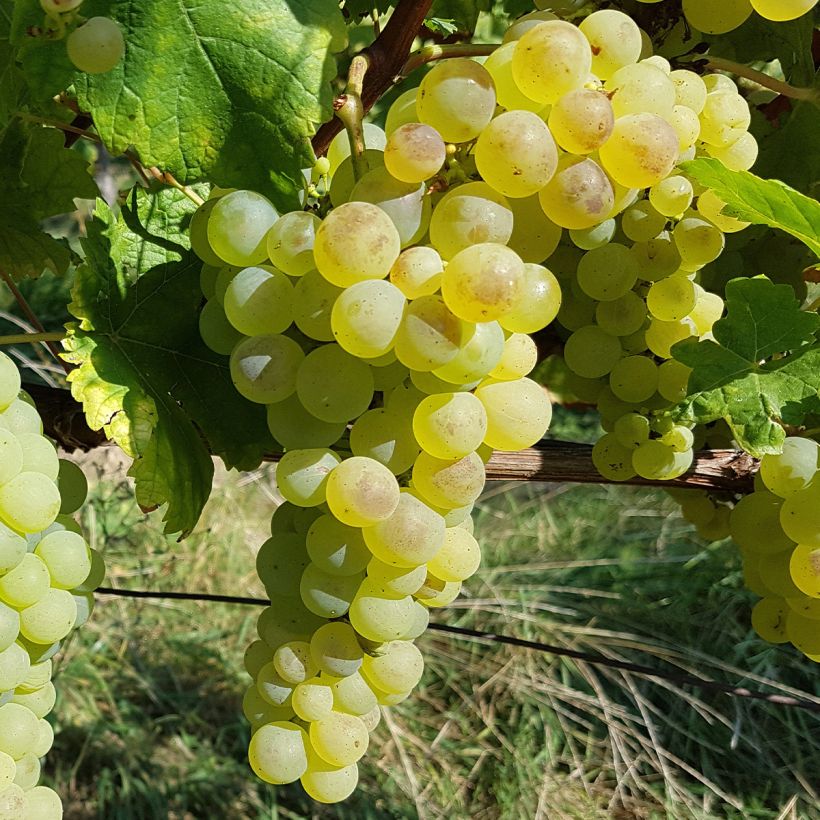 Vigne Chasselas Fontainebleau (Récolte)