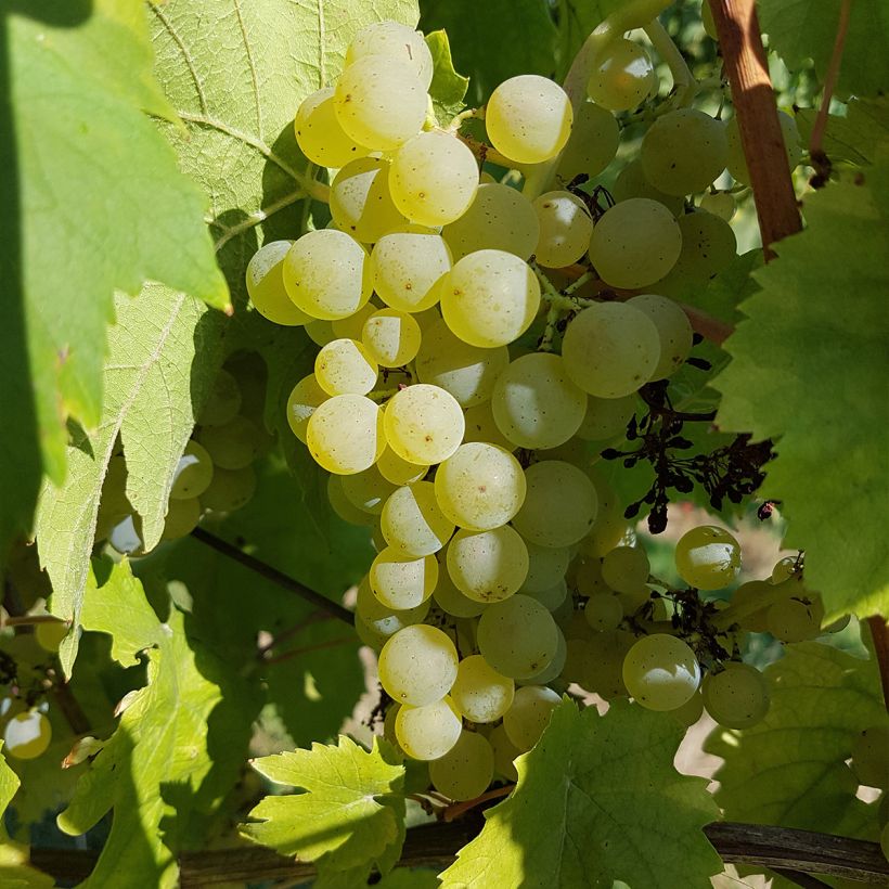 Vigne Chasselat Cioutat (Récolte)