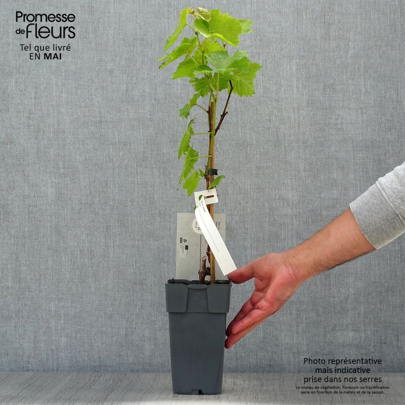 Spécimen de Vigne - Vitis vinifera Himrod Pot de 1.5L/2L tel que livré au printemps