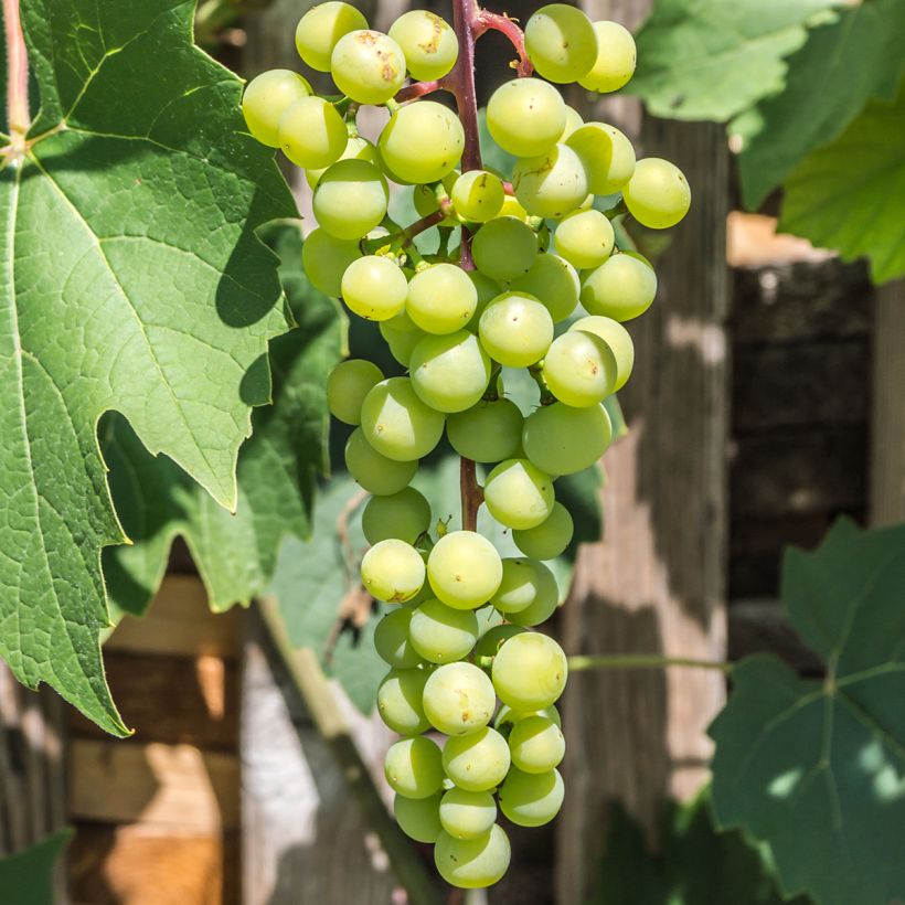 Vigne - Vitis vinifera Himrod (Récolte)