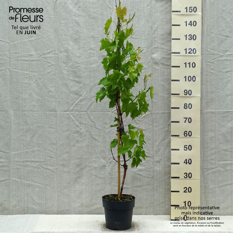 Spécimen de Vigne - Vitis vinifera Muscat Bleu en pot de 4l/5l tel que livré au printemps