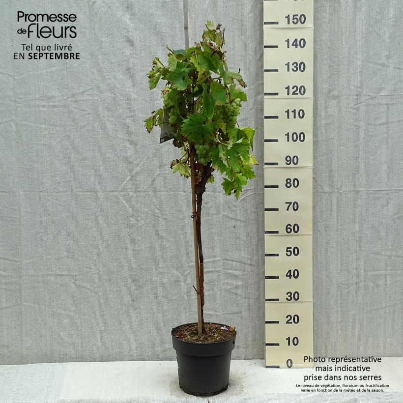 Spécimen de Vigne de table Rhea - Vitis vinifera Pot de 7,5L/10L, Tige de 70 cm tel que livré en automne