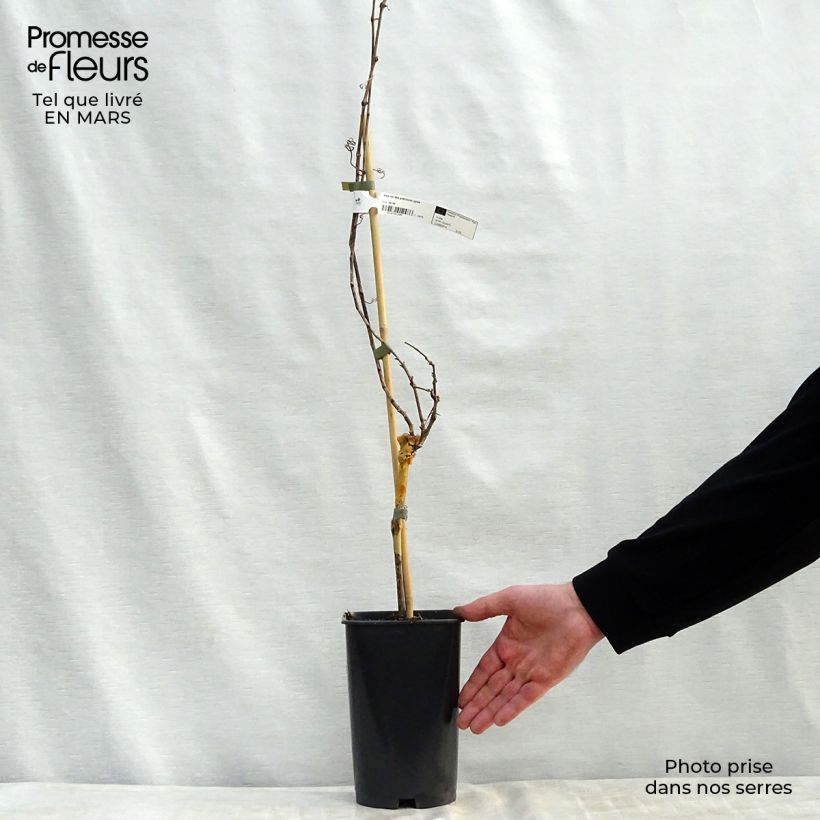 Spécimen de Vigne de table Roi des Précoces Pot de 2L/3L tel que livré au printemps