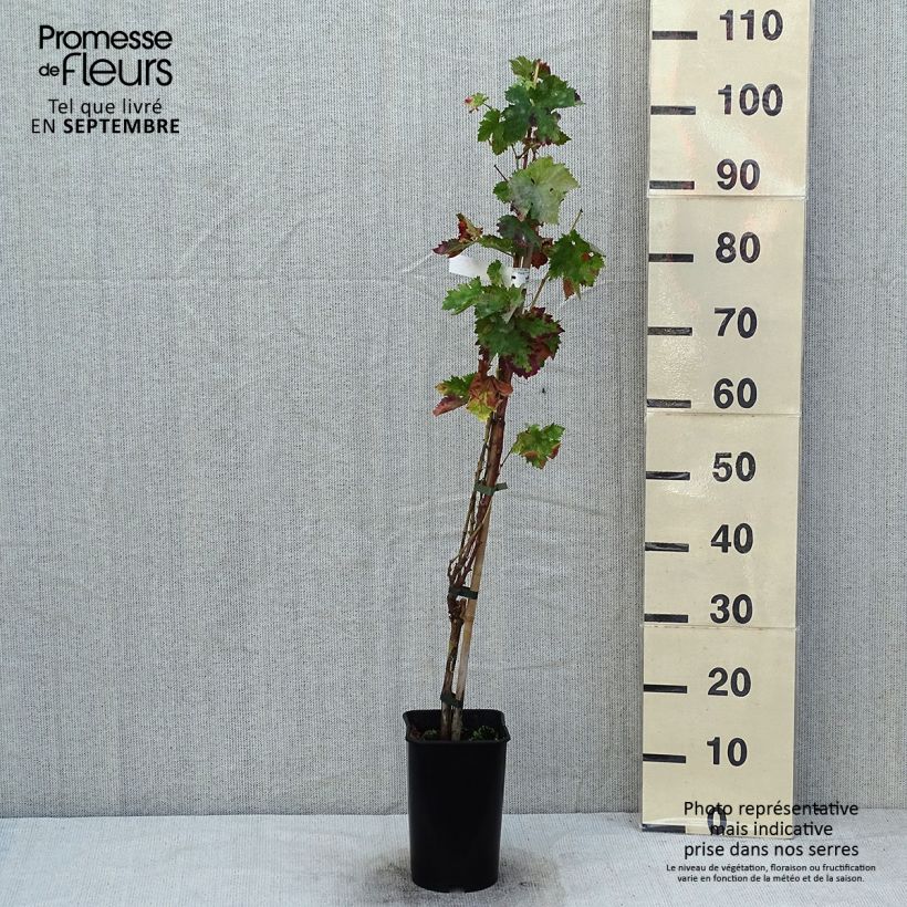Spécimen de Vigne de table Roi des Précoces Pot de 2L/3L tel que livré en été