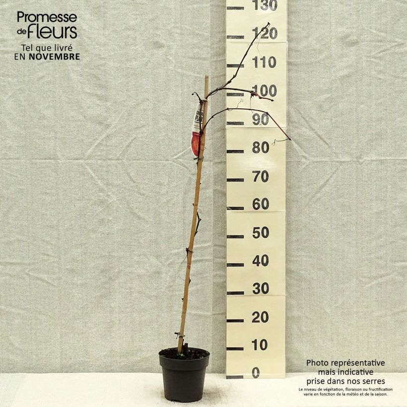 Spécimen de Vigne d'ornement - Vitis coignetiae Pot de 2L/3L tel que livré en automne