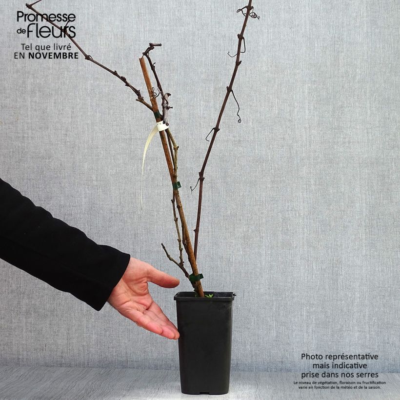 Spécimen de Vigne d'ornement - Vitis vinifera Incana Pot de 1,5L/2L tel que livré en automne