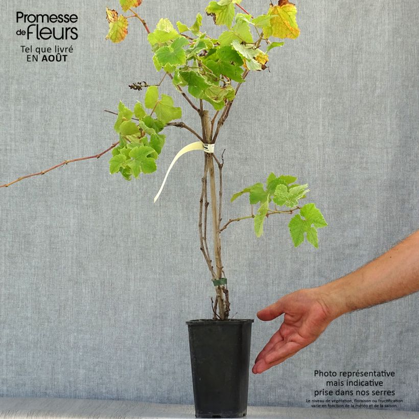 Spécimen de Vigne d'ornement - Vitis vinifera Incana Pot de 1,5L/2L tel que livré en été
