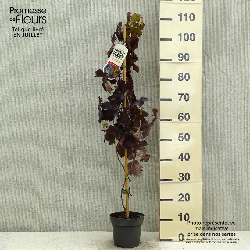 Spécimen de Vigne d'ornement - Vitis vinifera Purpurea Pot de 2L/3L tel que livré en été
