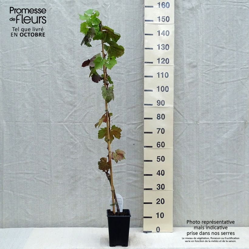 Spécimen de Vigne sans pépin Apirena Nera Pot de 1.5L/2L tel que livré en automne