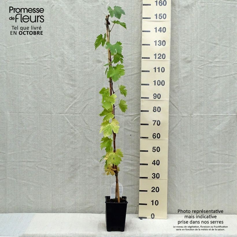 Spécimen de Vigne sans pépin Apirena bianca Pot de 3L/4L tel que livré en automne