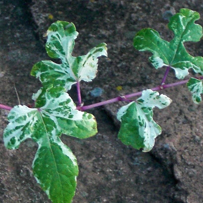 Vigne vierge - Ampelopsis brevipedunculata Elegans (Feuillage)