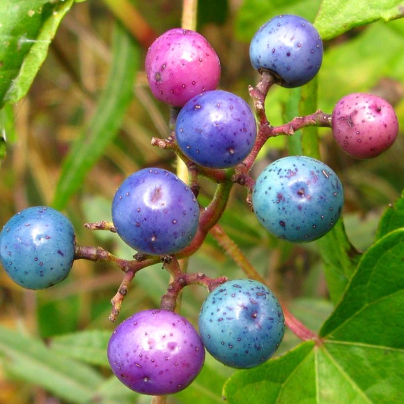 Vigne vierge - Ampelopsis brevipedunculata Elegans (Récolte)