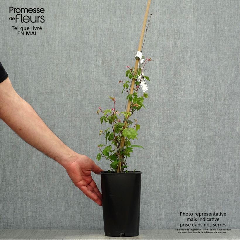 Spécimen de Vigne vierge - Ampelopsis brevipedunculata Elegans en pot de 1,5l/2l tel que livré au printemps