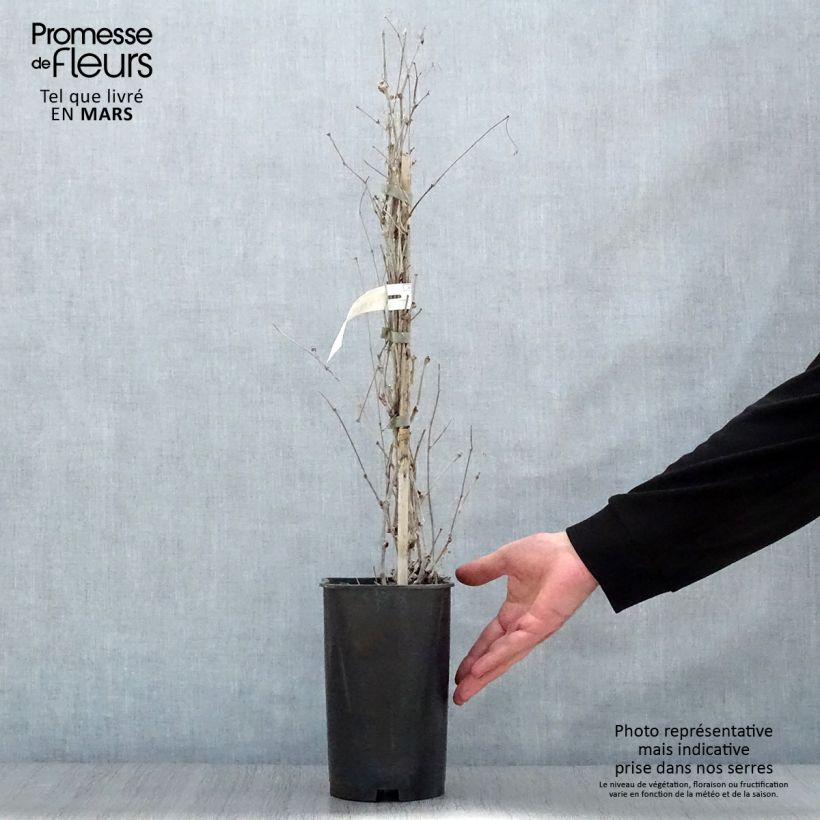 Spécimen de Vigne vierge - Ampelopsis brevipedunculata Elegans en pot de 3l/4l tel que livré au printemps