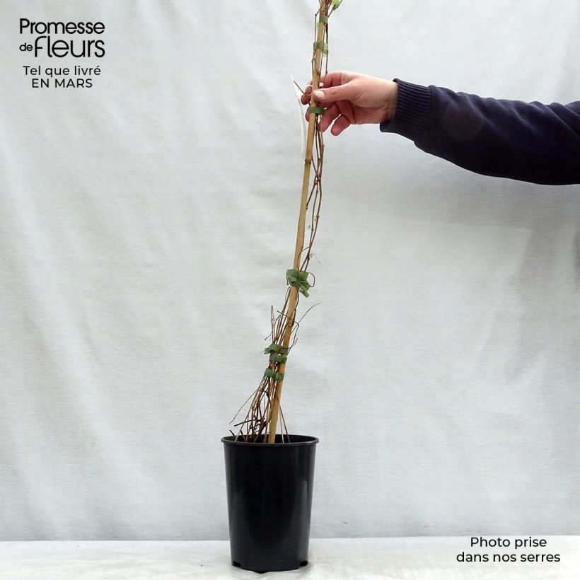 Spécimen de Vigne vierge - Parthenocissus quinquefolia Engelmannii en pot de 2/3L tel que livré au printemps