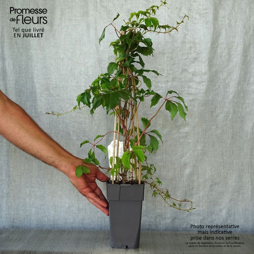 Spécimen de Vigne vierge - Parthenocissus quinquefolia Engelmannii Pot de 2L/3L tel que livré en été