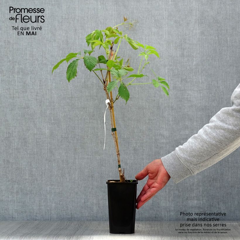Spécimen de Vigne vierge - Parthenocissus quinquefolia Murorum en pot de 1,5l/2l tel que livré au printemps